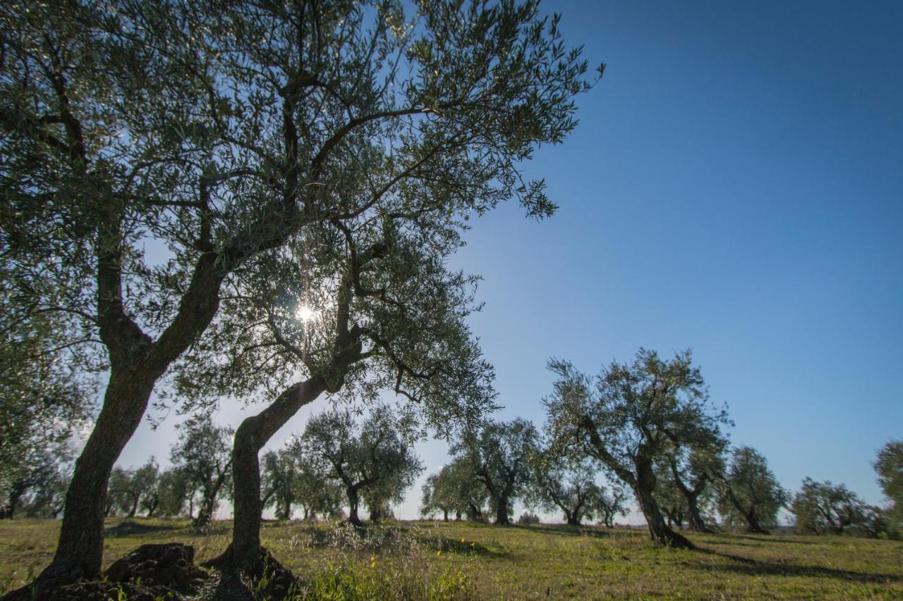 La Ferula Magica - Alloggio Tipico Daire Minervino Murge Dış mekan fotoğraf